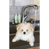 image:imageCalifornia Fur Baby Calming Puppy and Dog Conditioner PlantBased  USDA Biobased  Leave in or Rinse Out Moisturizing Conditioner for Dogs and Puppies  10 Oz EasySqueeze Bottle